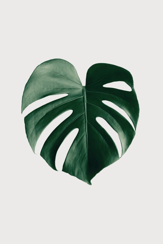 Vibrant Green Monstera by Pictufy Studio III — canvas wall art