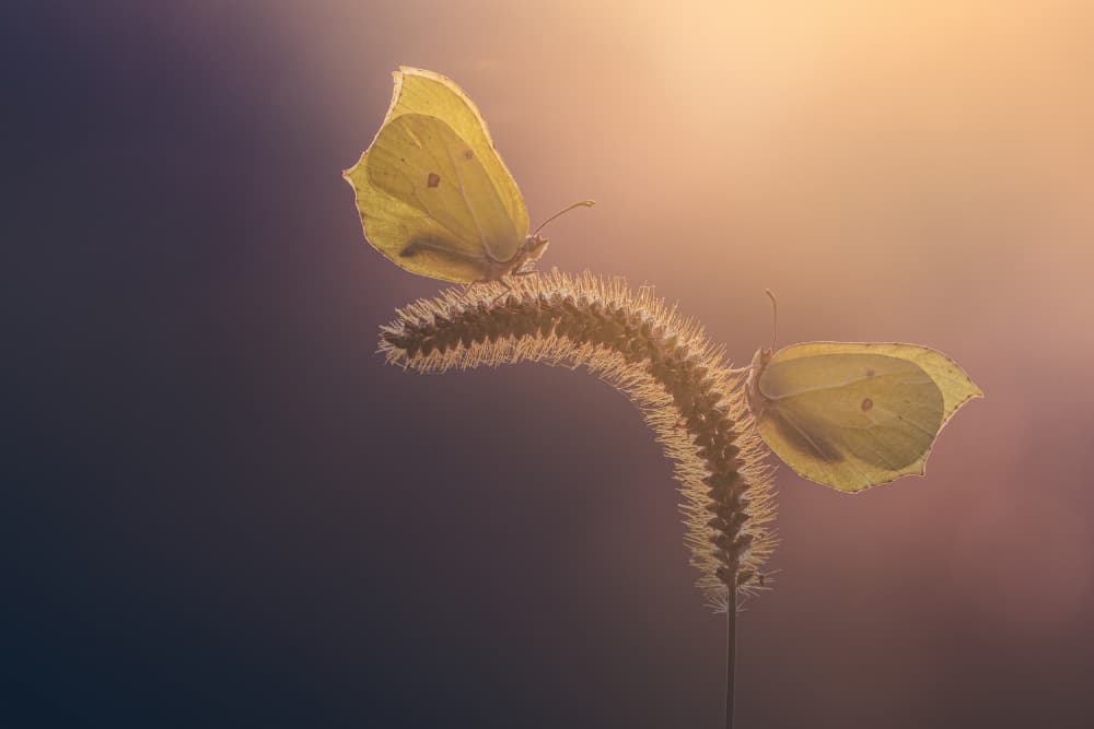 Yellow Butterflies Golden Light by Kutub Uddin — canvas wall art