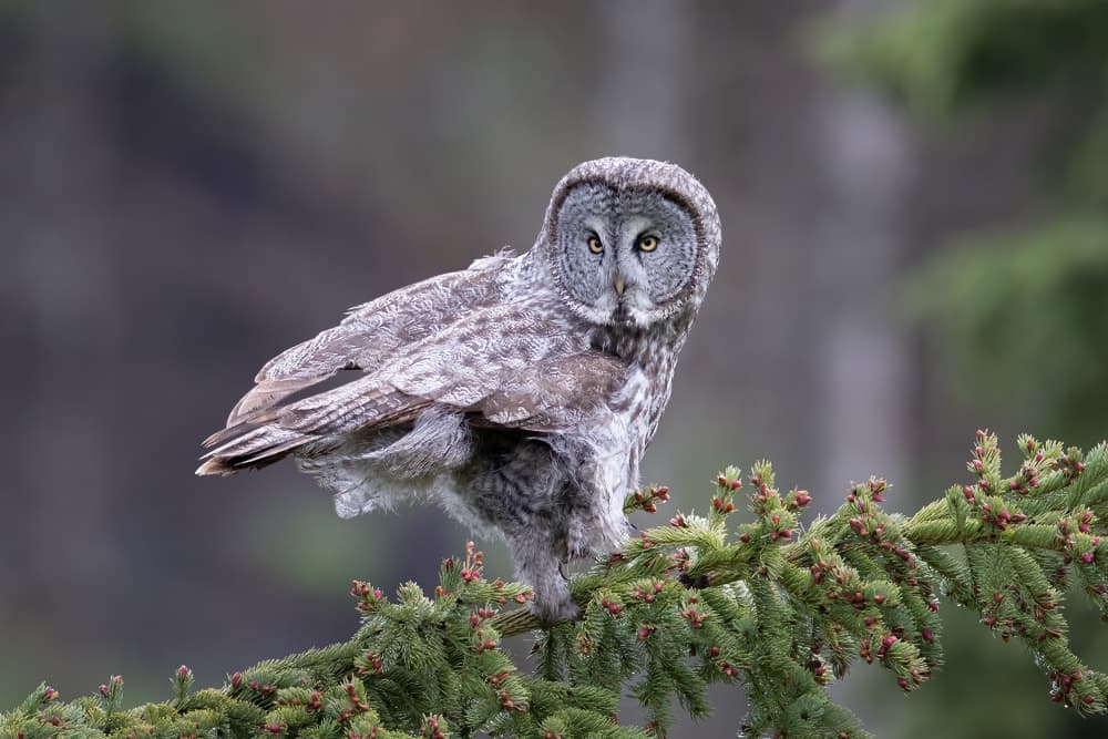 Majestic Great Gray Owl by Tony Xu — canvas wall art