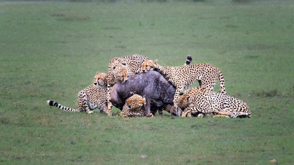 Cheetahs Taking Down Prey by Jie Fischer — canvas wall art