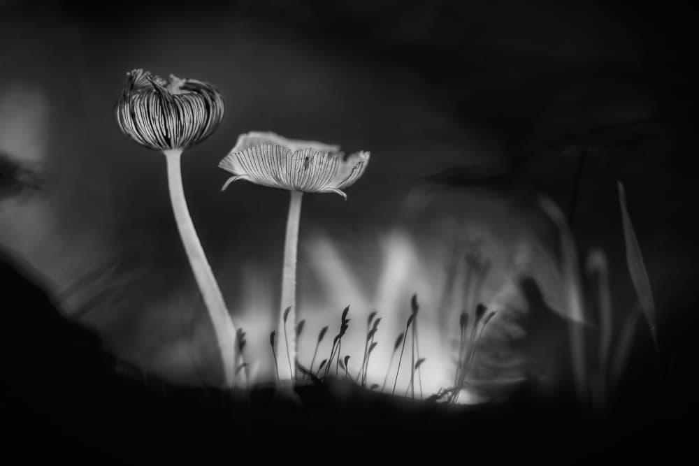 Delicate Mushroom Glow by Piet Haaksma — canvas wall art
