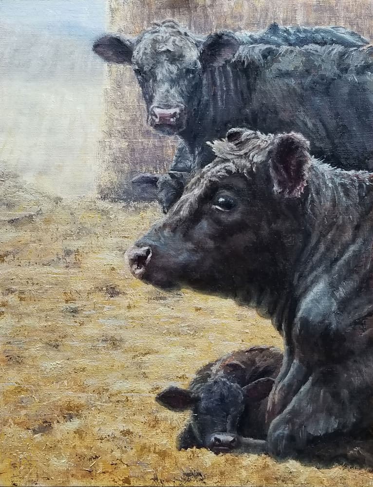 Black Cattle Family by Jan Clizer — canvas wall art