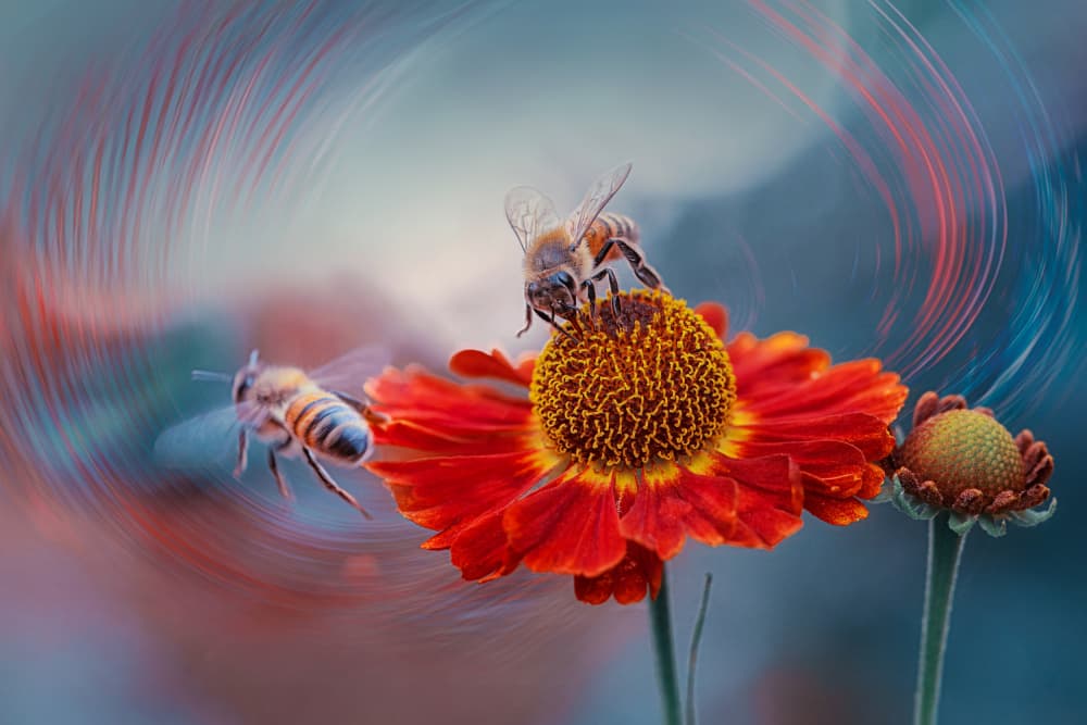 Busy Bees on Red Bloom by Lydia Jacobs — canvas wall art