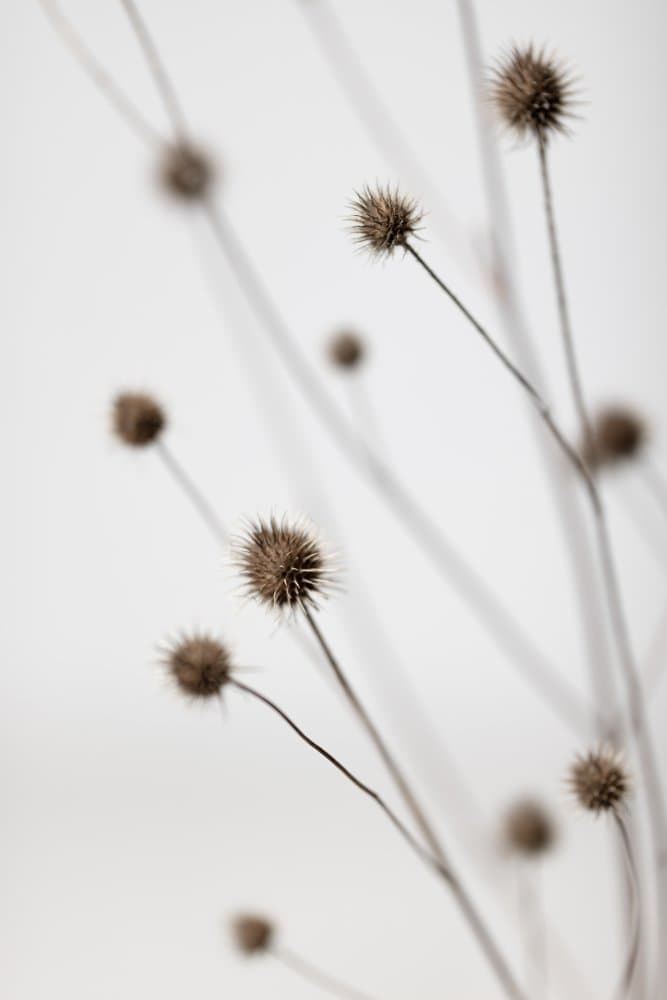 Minimalist Dried Thistles by Pictufy Studio III — canvas wall art