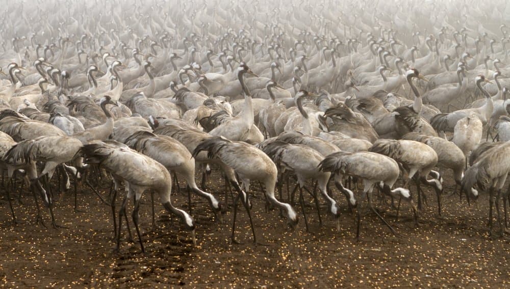 Misty Cranes Flock by Gabrielle Halperin — canvas wall art