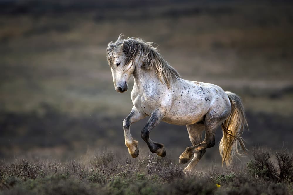 Majestic Wild Horse by verdon — canvas wall art