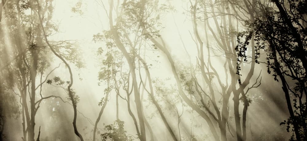 Misty Forest Light by Jorge Feteira — canvas wall art