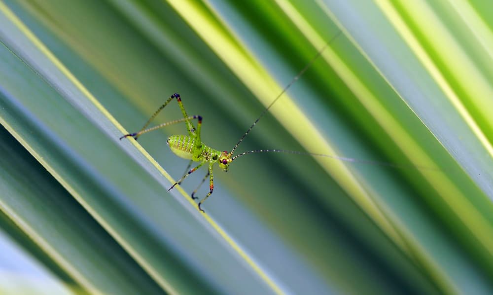 Vibrant Green Insect by Thierry Dufour — canvas wall art