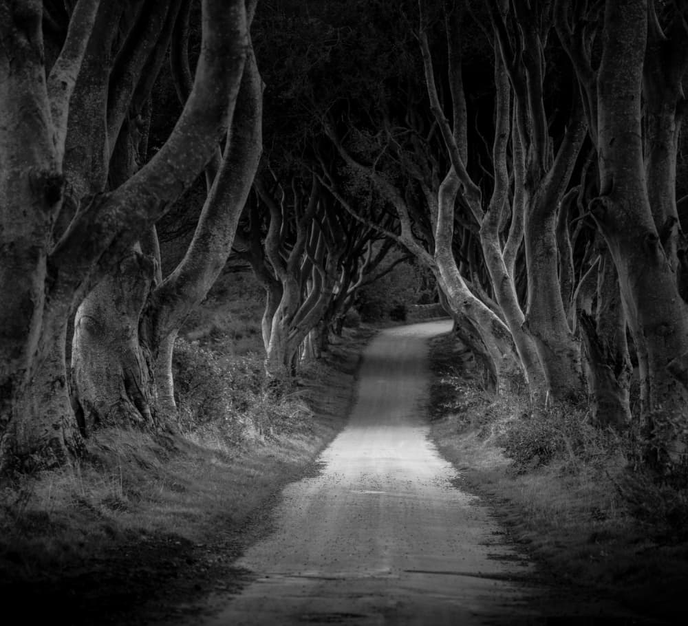 Moody Tree Tunnel by Allan Li wp — canvas wall art