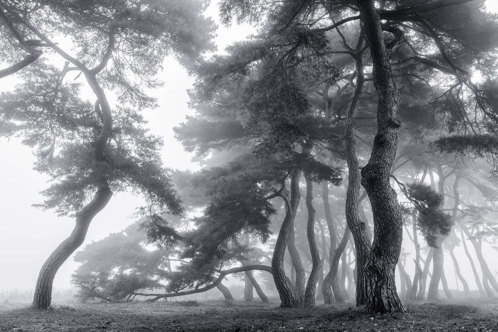 Misty Pine Forest by Tiger Seo — canvas wall art