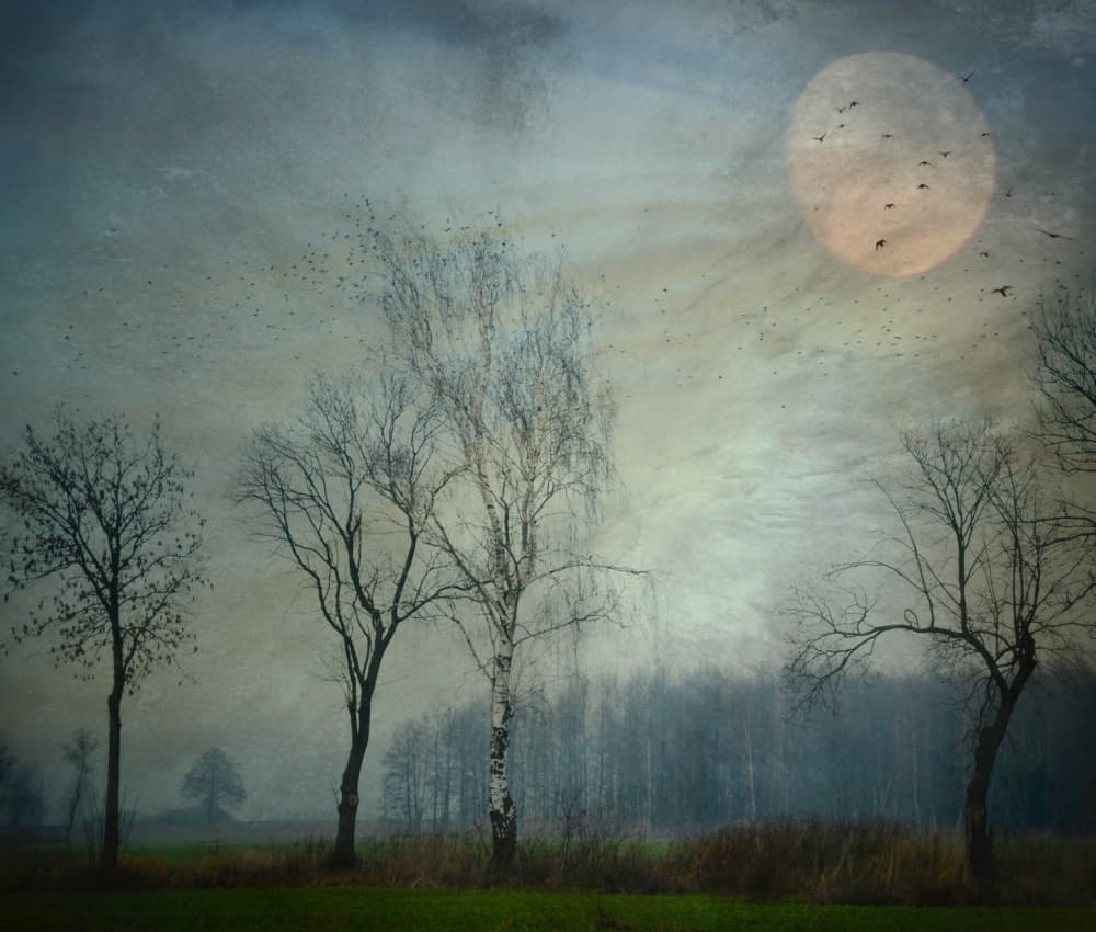 Misty Moonlit Trees by Robert Fabrowski — canvas wall art
