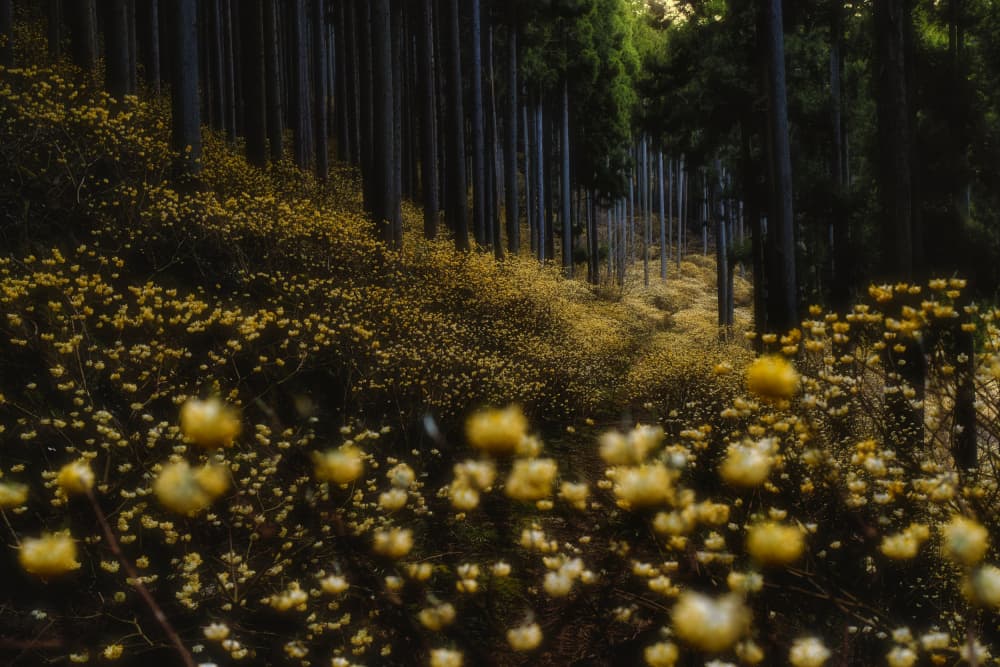 Golden Forest Path by Hitoshi Yamada — canvas wall art
