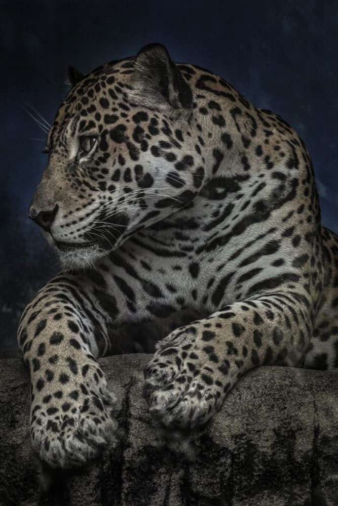 Majestic Jaguar Gaze by Takayuki Nakatsuka — canvas wall art