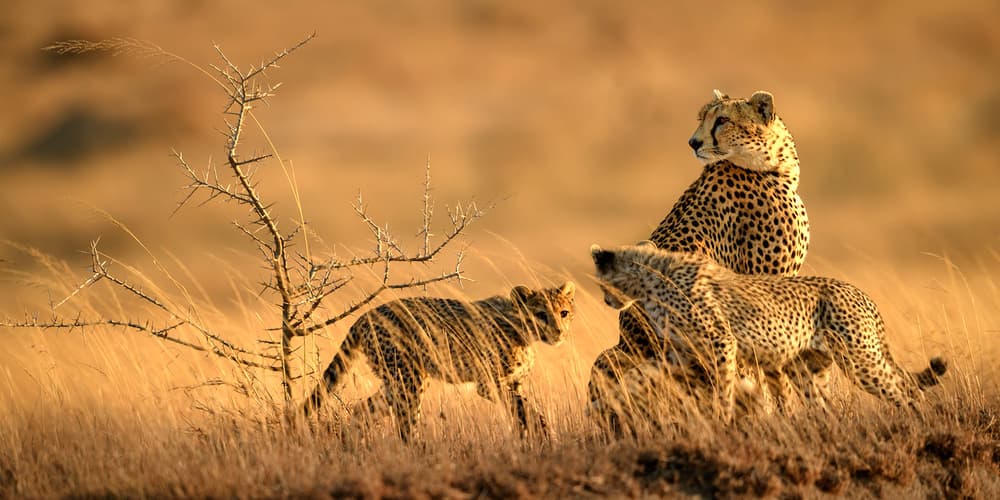 Cheetah Family Golden Hour by Hung Tsui — canvas wall art