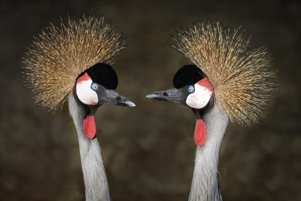 Two Crowned Cranes by Mathilde Guillemot — canvas wall art