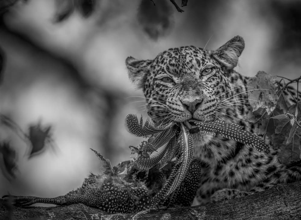 Fierce Leopard Hunter by Jaco Marx — canvas wall art