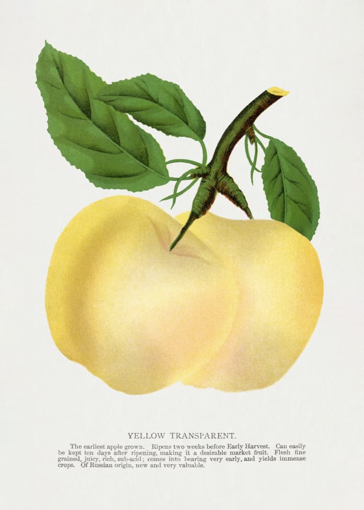 Yellow Transparent Apple Lithograph by  Botanical Specimen Rochester Lithographing — canvas wall art