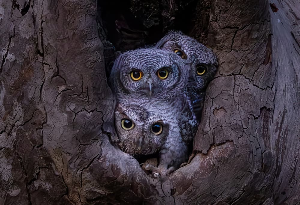 Owlets In Tree Hollow by DonnaHom APA — canvas wall art