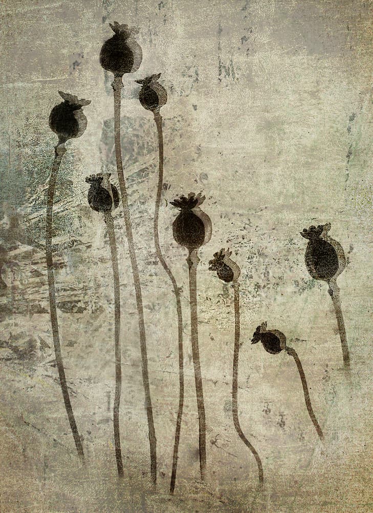 Poppy seedlings by Nel Talen — canvas wall art