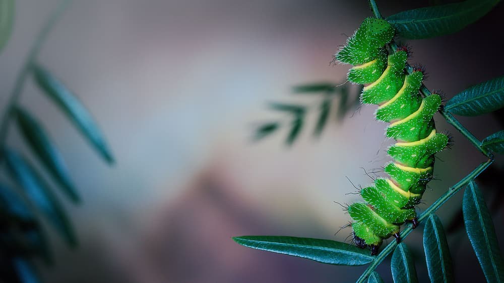 Vibrant Green Caterpillar by Jimmy Hoffman — canvas wall art