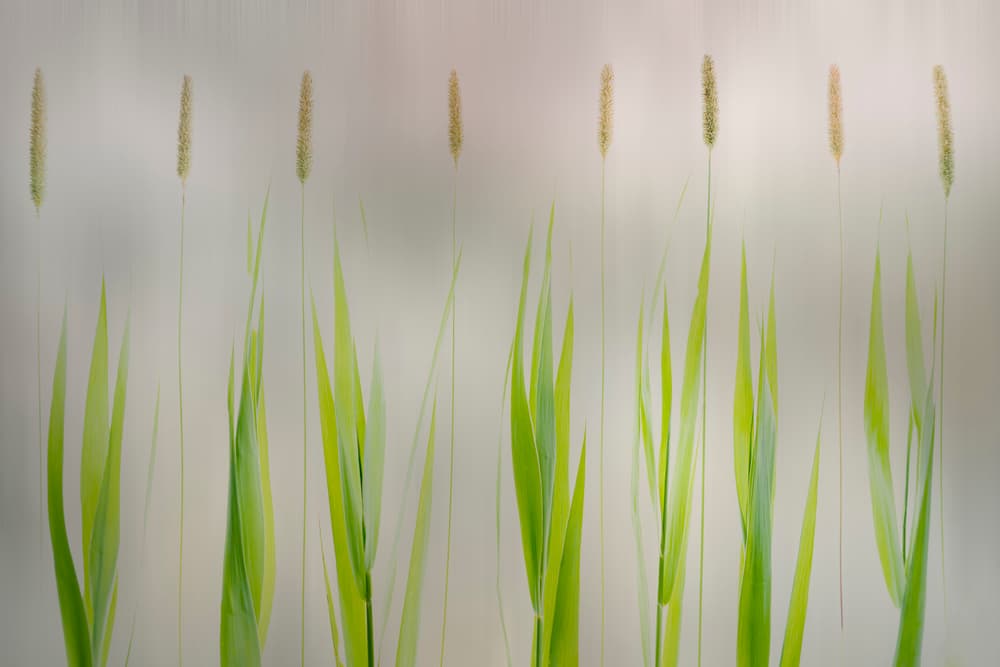 Serene Green Reeds by Greetje van Son — canvas wall art
