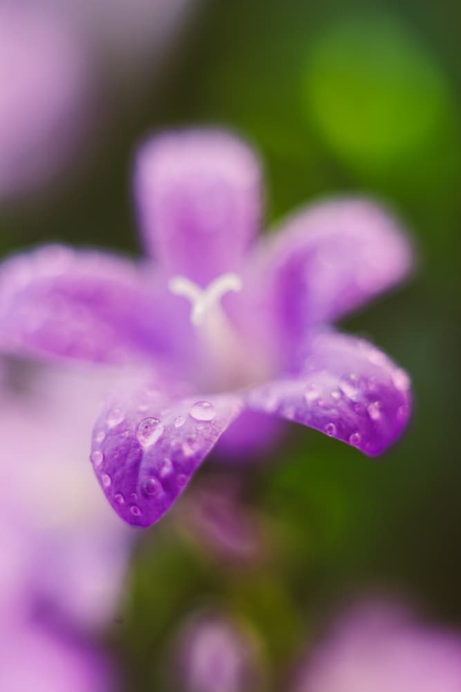 Dewy Petal Glow by Javier Pardina — canvas wall art