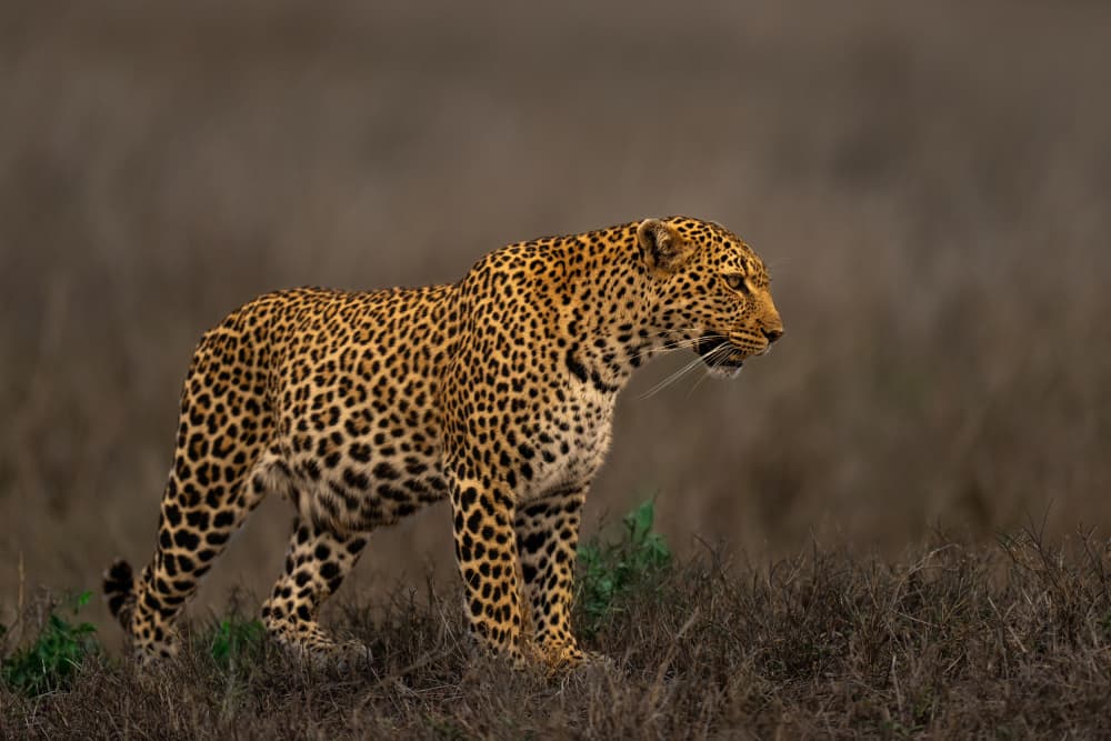 Alert Leopard Stalking by Yogesh Bhatia — canvas wall art