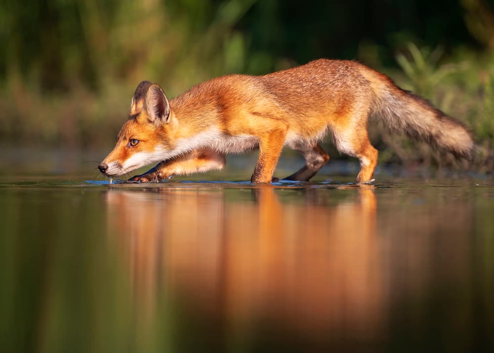 Red Fox Drinking by Annie Poreider — canvas wall art