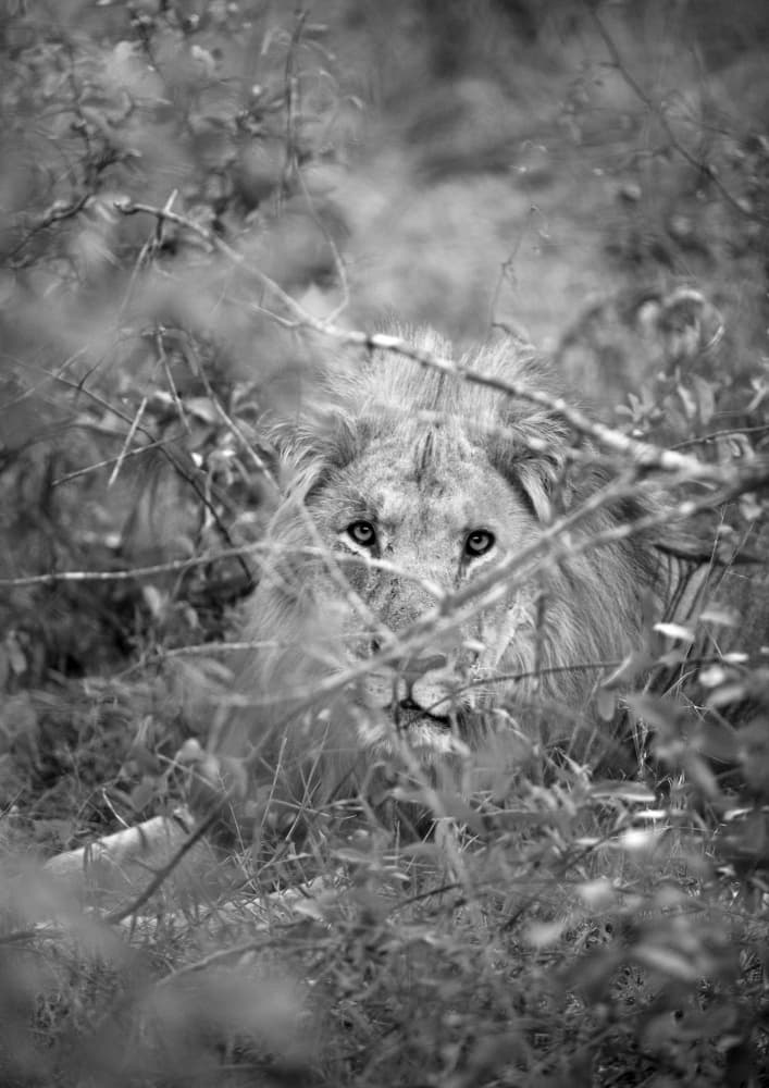 Hidden Majesty by Shot by Clint — canvas wall art