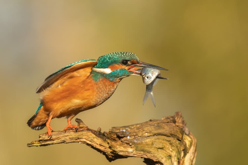 Kingfisher's Fresh Catch by Annie Keizer — canvas wall art