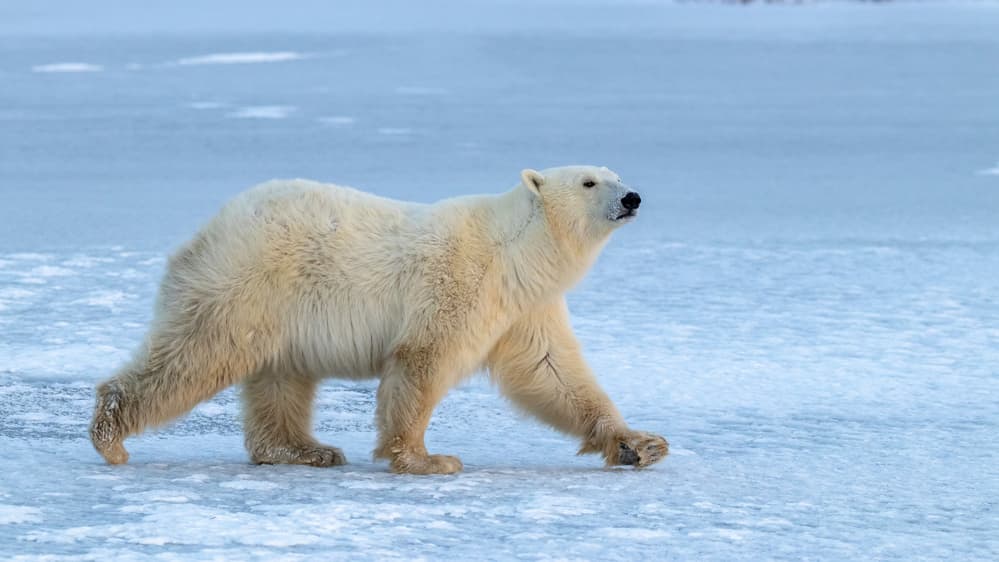 Majestic Polar Bear by Alessandro Catta — canvas wall art