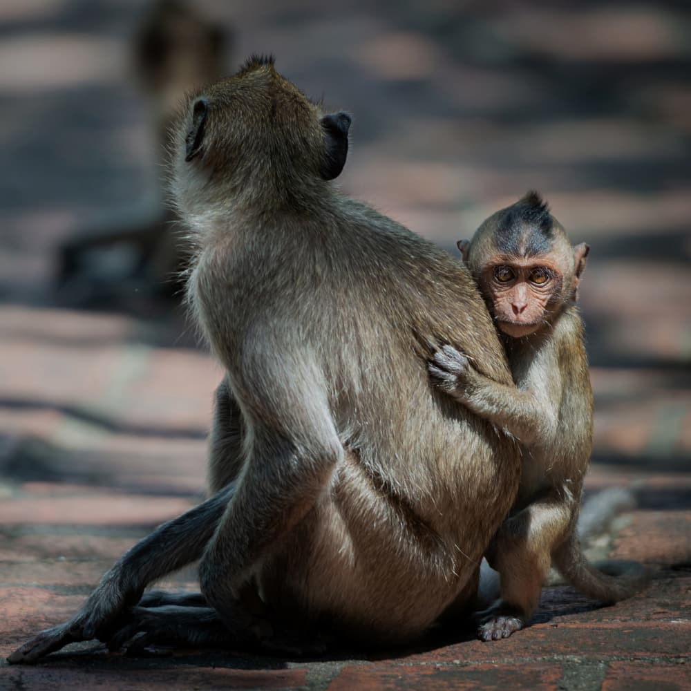 Curious Baby Monkey by Yavuz Pancareken — canvas wall art