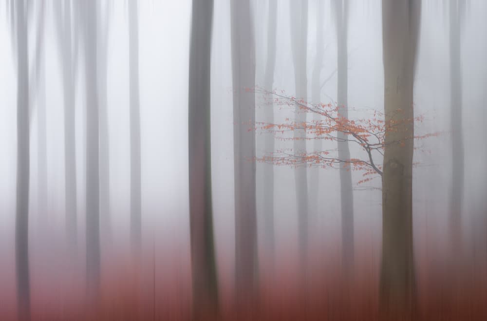 Orange Leaves in Mist by Hilda van der Lee — canvas wall art