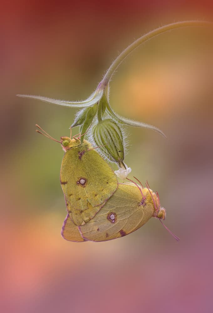 Mating Yellow Butterflies by Fabrizio Daminelli — canvas wall art