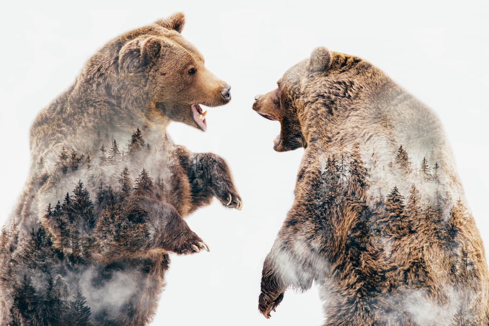 Roaring Forest Bears by Angyalosi Beáta — canvas wall art