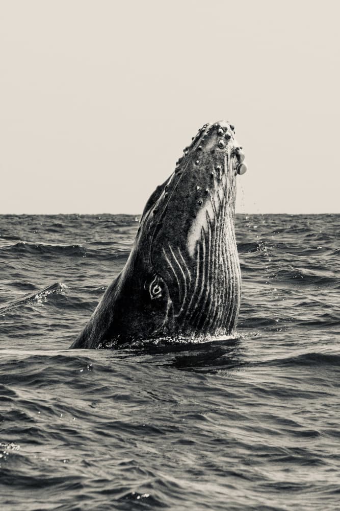 Humpback Whale Emerges by Serge Melesan — canvas wall art