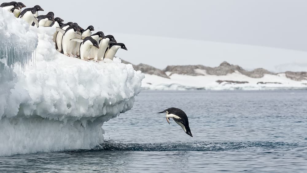 Penguin Takes The Plunge by Joan Gil Raga — canvas wall art