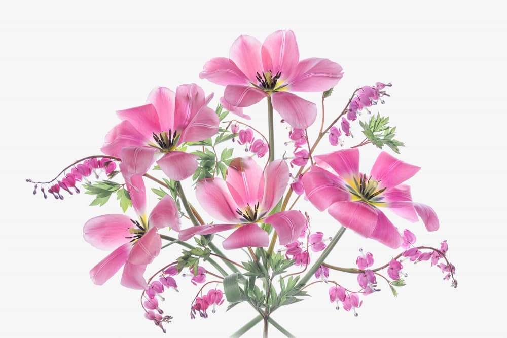 Pink Spring Flowers by Lydia Jacobs — canvas wall art