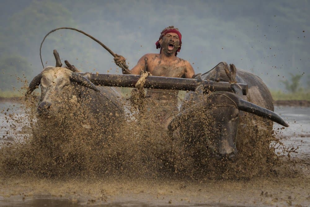 Muddy Buffalo Race by Sita Gramich — canvas wall art