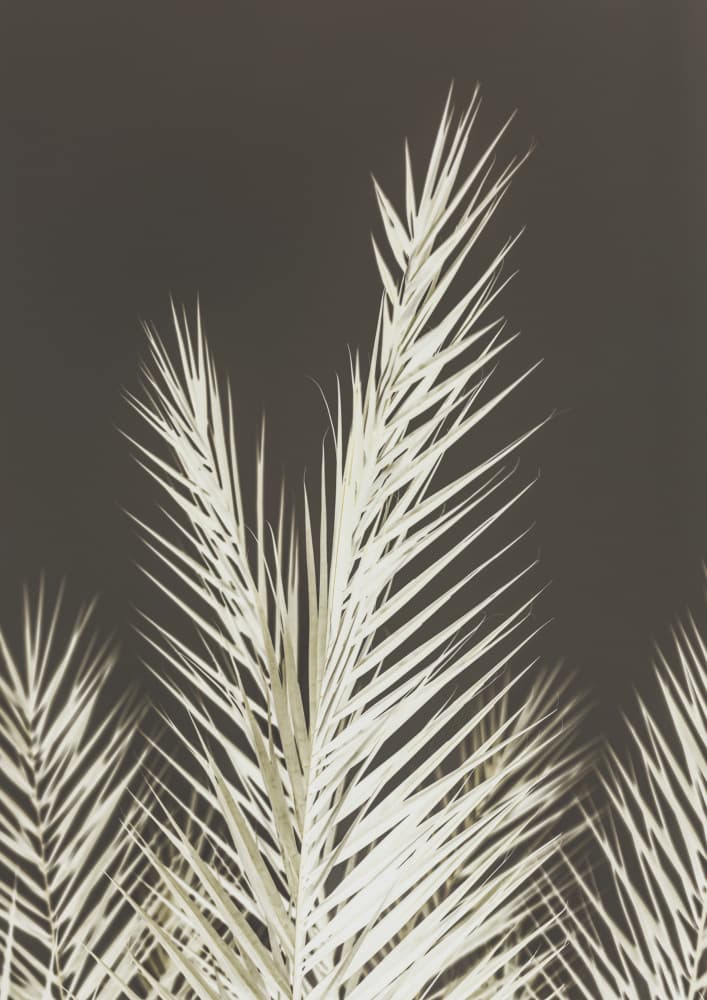 Luminescent Fronds by Shot by Clint — canvas wall art