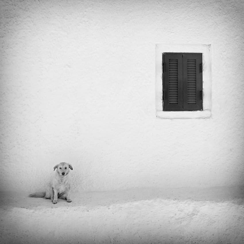 Waiting Dog And Window by Carsten Meyerdierks — canvas wall art