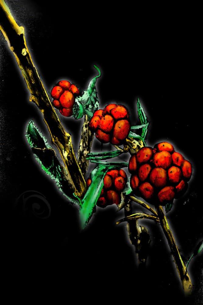 Red Berry Glow by Rafal Kulik — canvas wall art