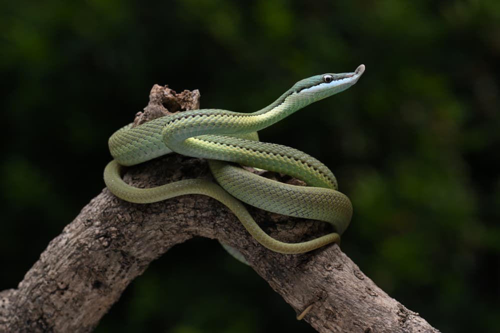 Green Vine Snake by Ajar Setiadi — canvas wall art