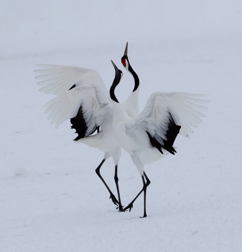 Red-Crowned Crane Dance by Cheng Chang — canvas wall art