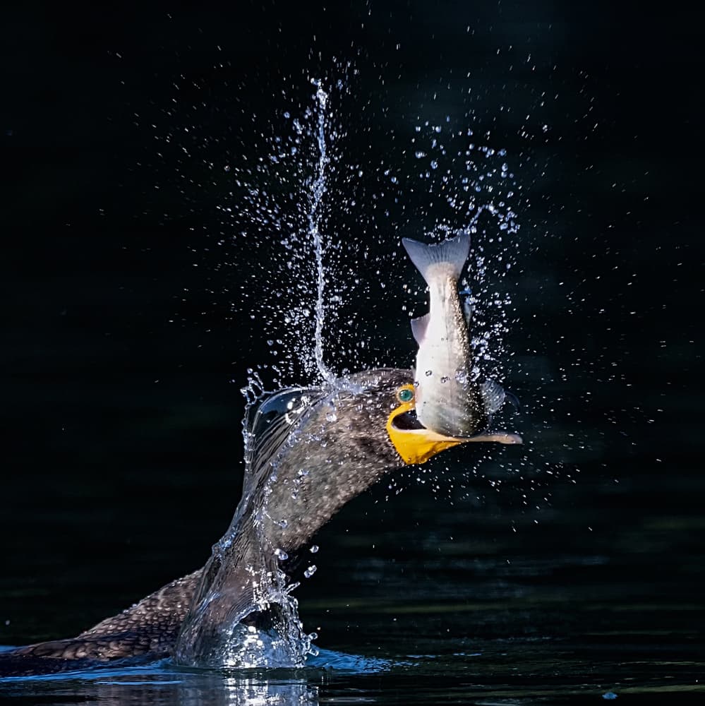 Cormorant Catches Fish by David H Yang — canvas wall art