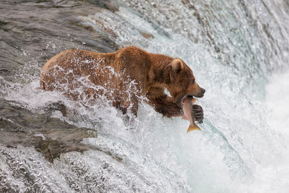 Grizzly Catches Salmon by Peter Stahl — canvas wall art