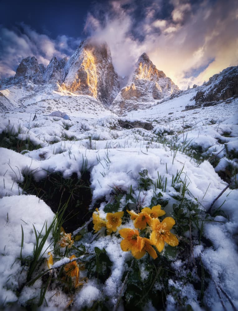 Golden Peaks Spring Flowers by Ivan A. Godovikov — canvas wall art