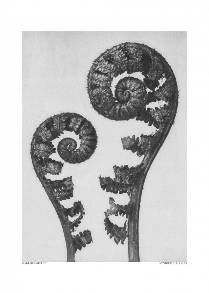 Aspidium Filix Mas by Karl Blossfeldt — canvas wall art