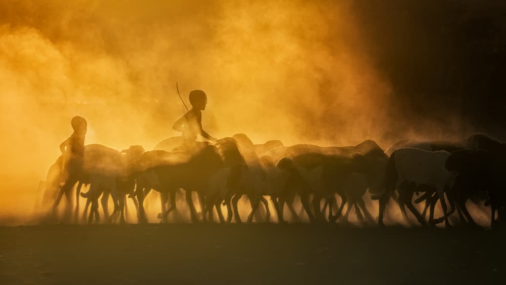 Golden Dust Herding by Joan Zhang — canvas wall art