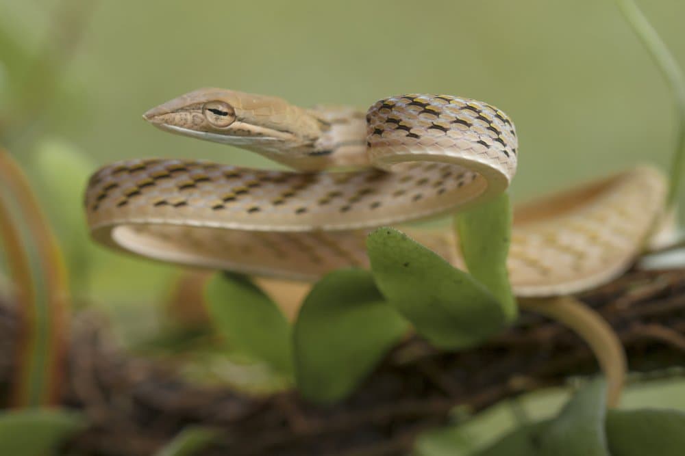 Watchful Vine Snake by Abdul Gapur Dayak — canvas wall art